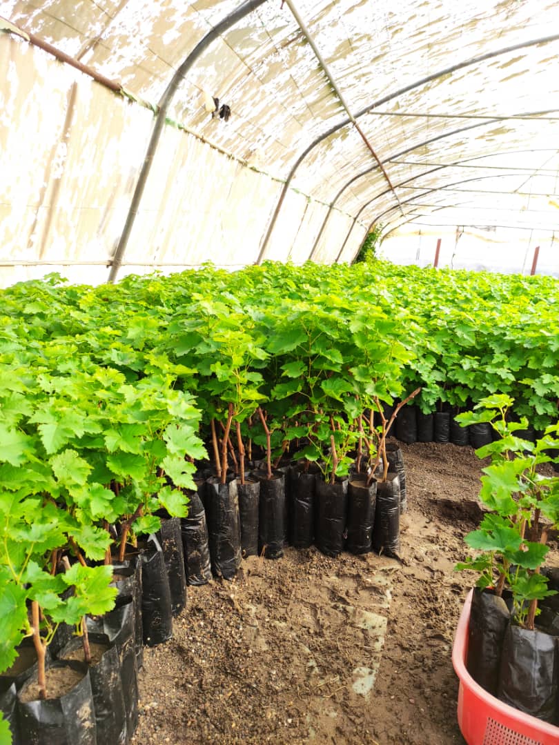 انگور ریش بابا