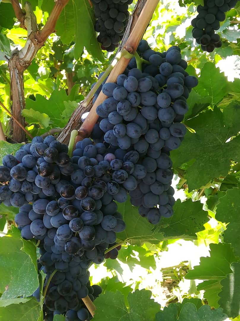 انگور ترکمن بدون هسته مویزی