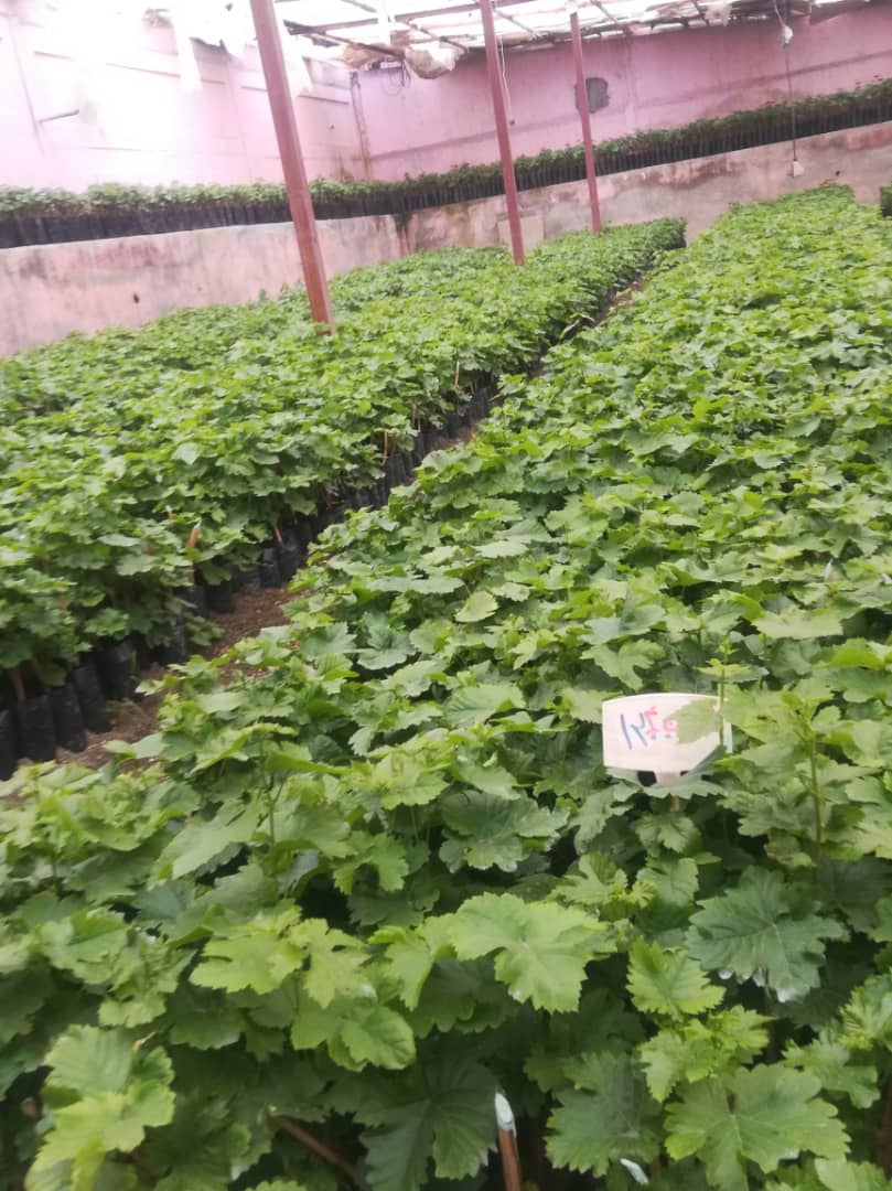 انگور یاقوتی