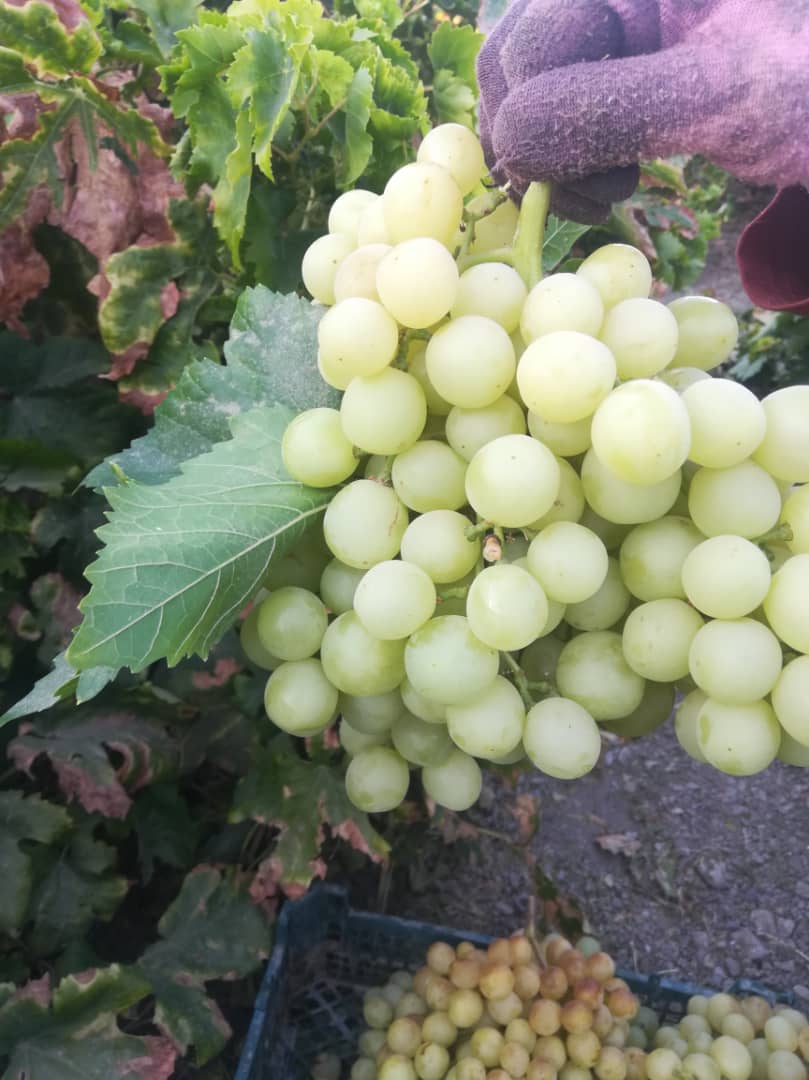 انگور لعل سفید