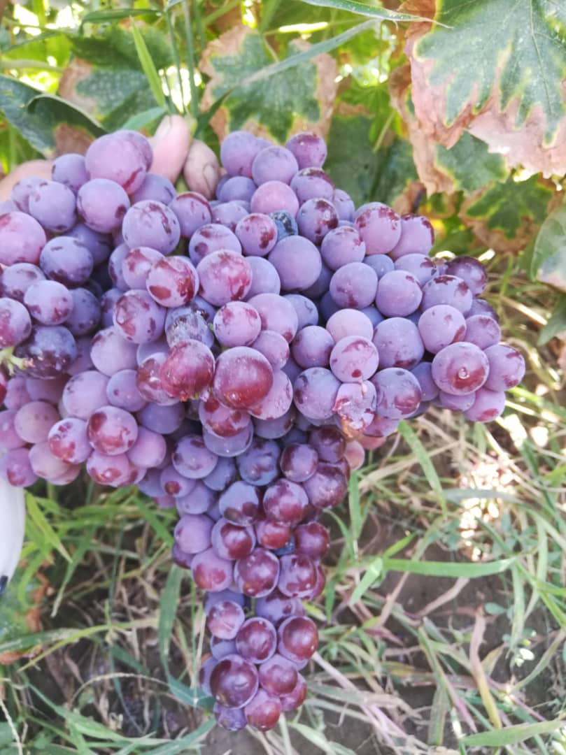 انگور فلیم سیدلس