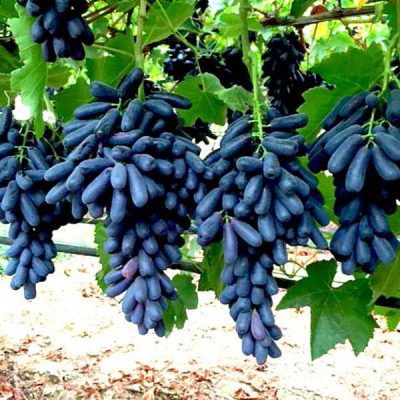 مشخصات نهال انگور سفید بیدانه